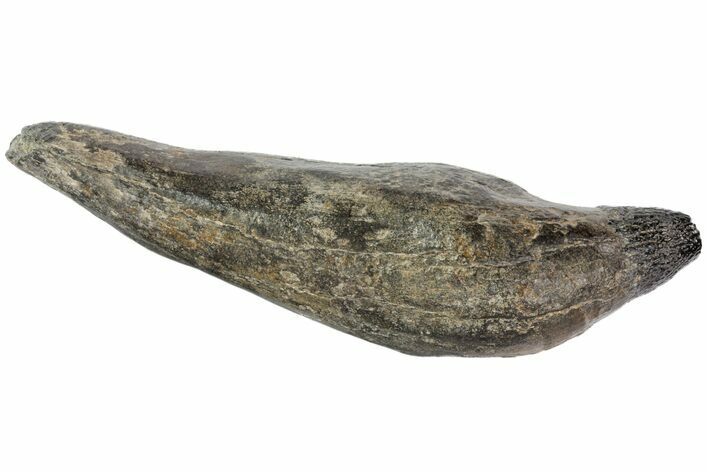 Fossil Sperm Whale (Scaldicetus) Tooth #78218